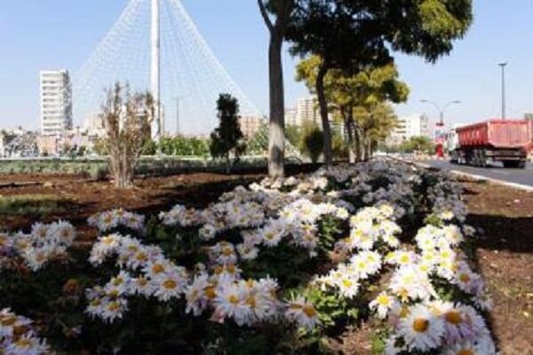 اتمام کاشت ۷۵ هزار گلدان گل داوودی و کلم زینتی