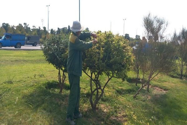 ساماندهی پوشش گیاهی و ارتقای جلوه بصری معابر با اجرای عملیات فرمدهی درختچهها