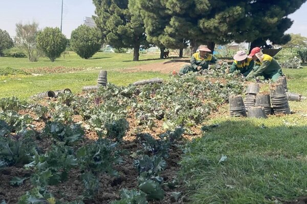 کاشت ۸۰ هزار بوته گل و گیاه پاییزه در فضای سبز منطقه ۶