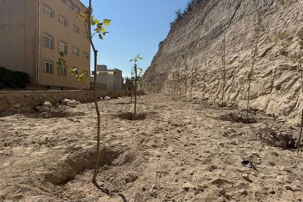 کاشت ۳۰۰ اصله نهال در انبوهکاری کوی قدوسی