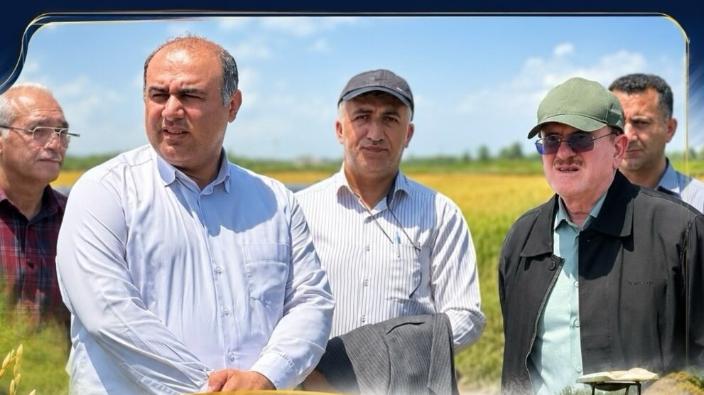 آغاز برداشت مکانیزه برنج در شهرستان لنگرود با حضور لاهوتی