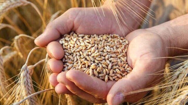 تأخیر در پرداخت مطالبات، انگیزه تولید و تحویل گندم را کاهش داده است/۴۰ درصد مطالبات گندمکاران خوزستان پرداخت نشده است