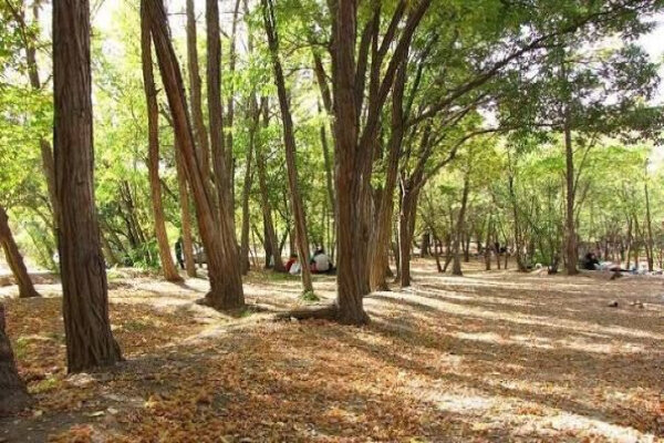 خشکیدگی درختان چیتگر نتیجه سال‌ها تنش آبی است