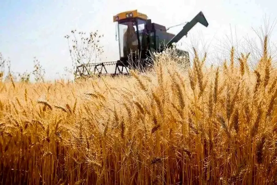 قیمت گندم نیازمند اصلاح متناسب با رشد هزینههای تولید است