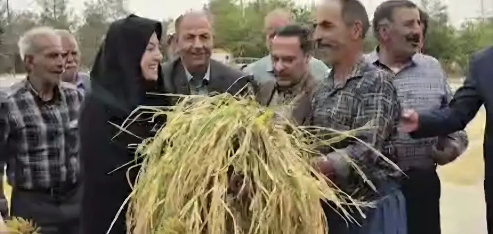 بازدید سعیدی از برداشت برنج مزارع شهرستان مبارکه