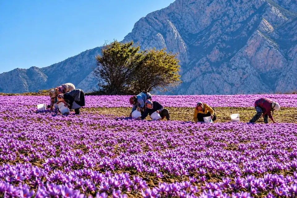 عبور از خام‌فروشی زعفران با توسعه فرآوری و فناوری‌های نوین/ نقش‌آفرینی ویژه غرب خراسان در اقتصاد طلای سرخ